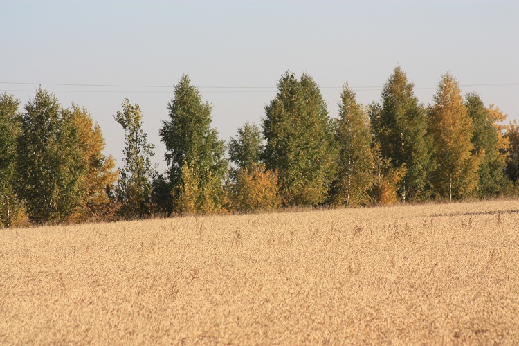 Алтай пшеничное поле